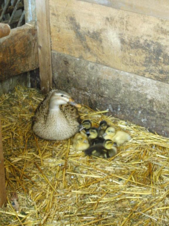 Bauernhof Hundbichl Séjour à la ferme